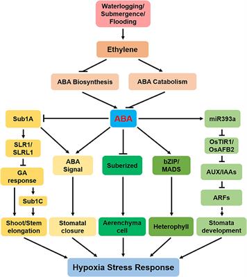 ABA Biosynthesis and Signaling Cascades Under Hypoxia Stress